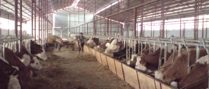 Vindem ferma de vaci cu unitate proprie de producere produse lactate
